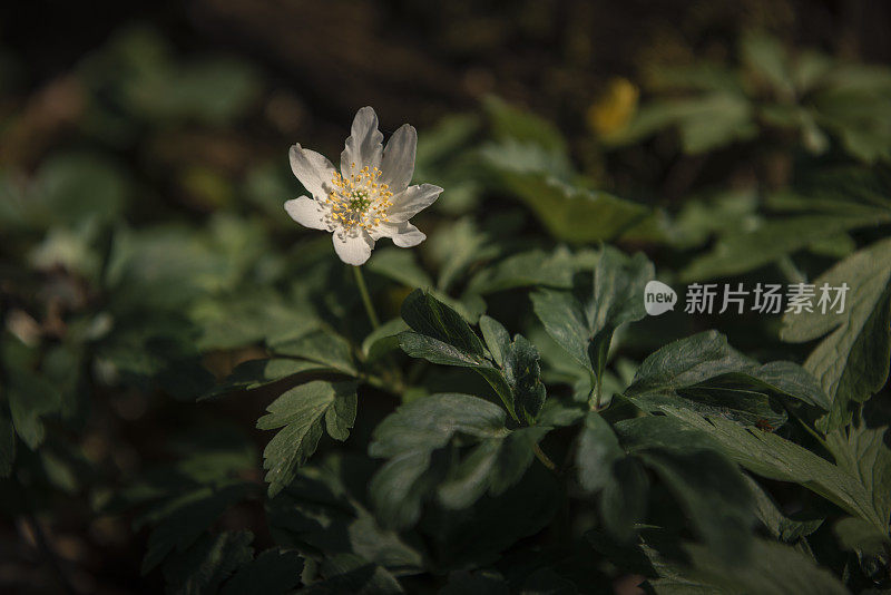 森林中的木银莲花(Anemonoides nemorosa)的特写镜头